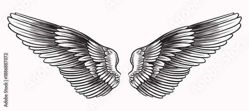 Beautiful detailed angel wings drawing for your collages. Biblical and religious context elements for your design. Hand drawn engraving with bird feathers, can be recognised as pigeon or other.