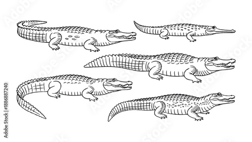 Crocodile Line Art: A detailed illustration showcases various crocodile specimens, providing a striking monochrome depiction of these ancient reptiles.