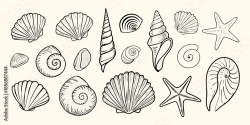 A collection of detailed monochrome seashells and starfish illustrations