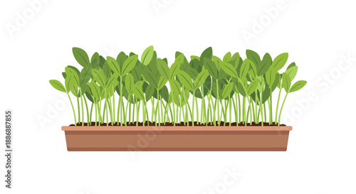 Healthy green microgreens growing densely in a long brown rectangular planter tray, representing urban gardening and nutrition.