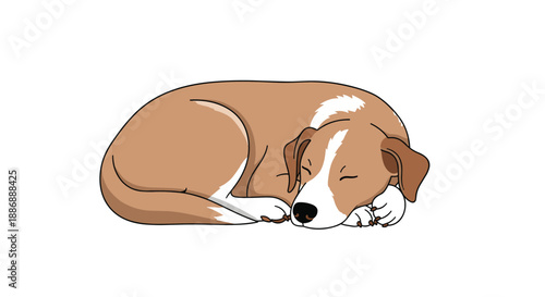 Cute brown and white dog sleeping peacefully in a curled up position, representing domestic pets and animal comfort.