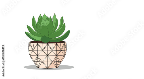 Lush green succulent plant growing in a stylish white and gold geometric patterned ceramic pot, perfect for home decor.