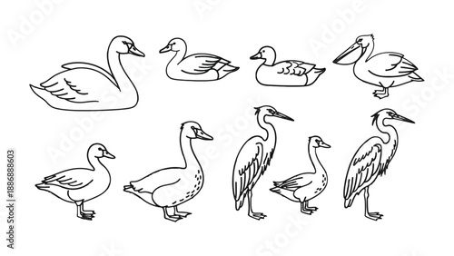 Avian Variety: A delicate display of avian diversity, showcasing the elegance of birds in a simplified, yet enchanting, line art form.