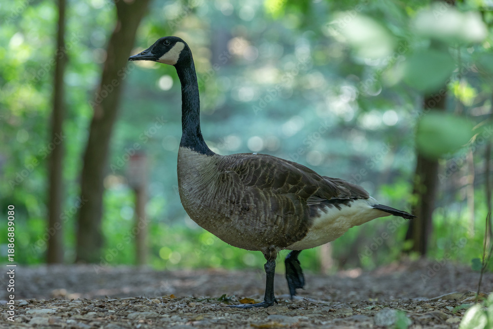Fototapeta premium Canadian Goose