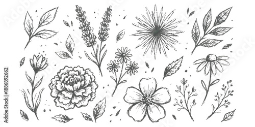 Hand drawn botanical floral collection featuring vintage flowers leaves and branches in sketch style vector illustration