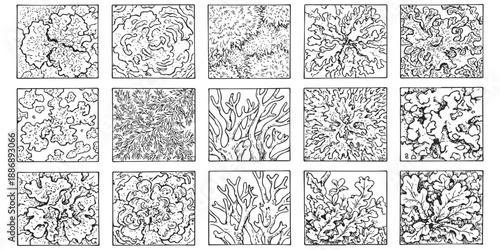 Detailed illustrations of various lichen types and their intricate patterns