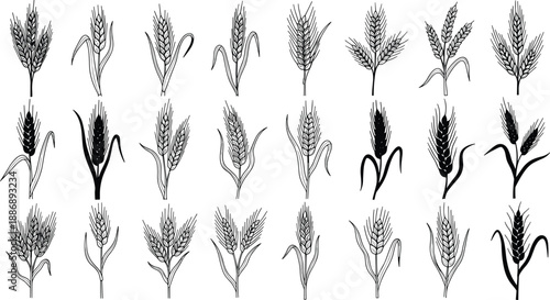 Seamless nature pattern with vector ears of wheat and cereal grain illustrations featuring rye and barley leaves for decorative bread and agriculture art design
