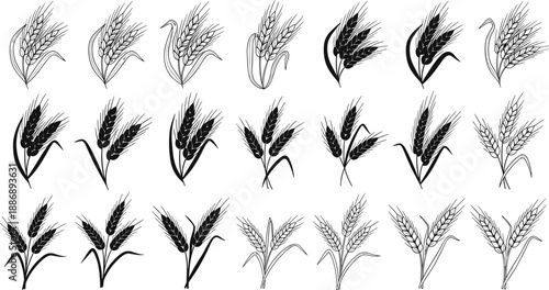 Seamless nature pattern featuring wheat ears vector on white background with vintage floral ornament leaves and green plant branch design for summer wallpaper illustration art