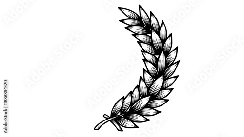 Elegant curved feather illustration on dark background