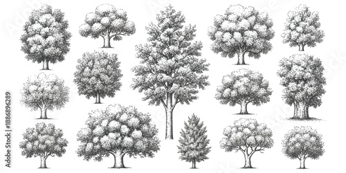 Collection of meticulously drawn trees in various shapes and sizes