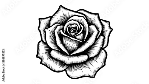 Black and white illustration of a single rose with delicate petals and tightly coiled bud