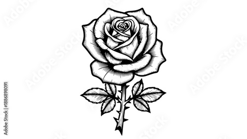 Black and white botanical illustration of a single rose with thorns and leaves on a clean background