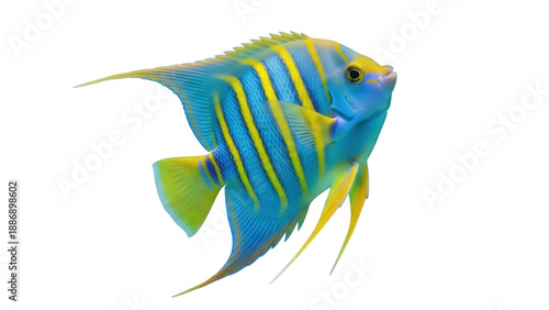 Isolated Regal Angelfish swimming, beautiful marine life in its vibrant natural colors