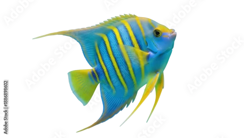 Panel kuchenny z motywem Isolated Regal Angelfish swimming, beautiful marine life in its vibrant natural colors