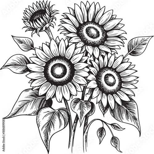 A detailed black and white drawing of sunflowers with leaves on a white background in a bouquet style