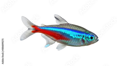 Isolated beautiful shiny colorful Paracheirodon innesi, neon tetra fish close-up, side view