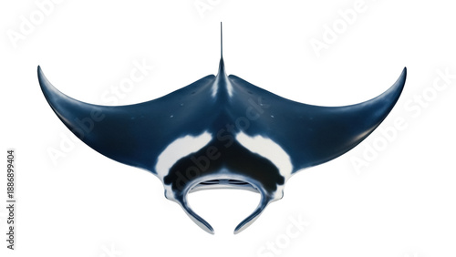 Schilderij op canvas Isolated Manta Ray underwater life, swimming marine animal, cartilaginous fish s