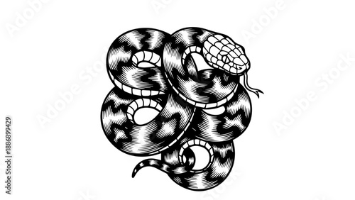 Black and white illustration of a coiled snake with detailed scales and alert posture
