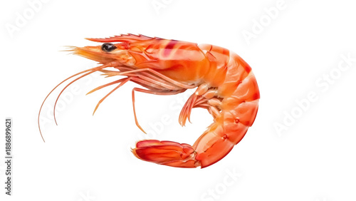Fotografija Isolated cooked prawn seafood delicacy, shell-on, ready-to-eat delicious marine