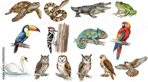 Wild Tropical Birds and Reptiles Set with Toucan Macaw Owls Crocodile Sea Turtle and Chameleon for Nature Wildlife Vector Illustration