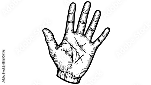 Anatomical study of a human hand with extended fingers and detailed joints in black and white