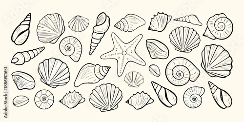 A collection of hand drawn seashells and a starfish on a plain background