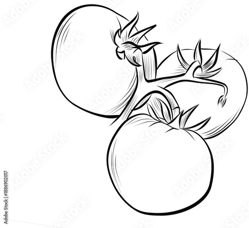 Cluster of ripe tomatoes on vine botanical sketch vector