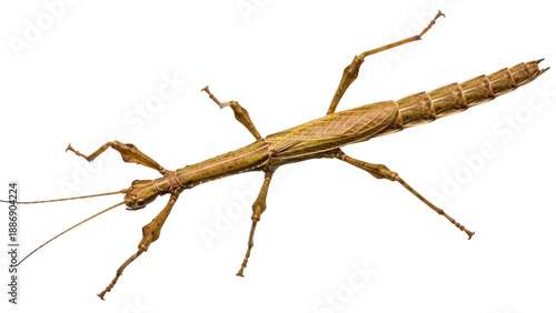 Tableau sur toile Isolated stick insect, a fascinating macro shot of a phasmids walking stick anim