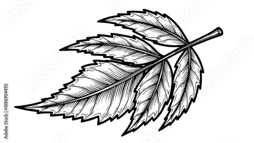 Black and white line art illustration of a single leaf with intricate veins and serrated edges
