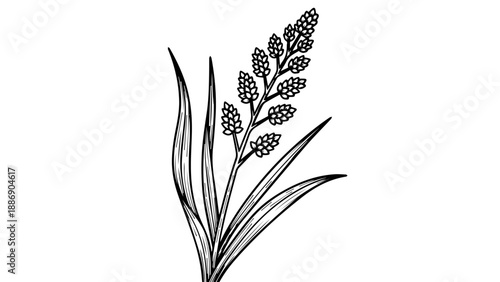 Black and white line drawing of a plant with slender leaves and small flowers