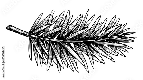 Botanical illustration of a single pine needle branch in black and white