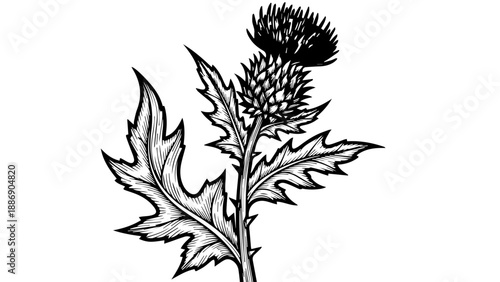Black and white botanical illustration of a spiky flower bud with serrated leaves on a light background