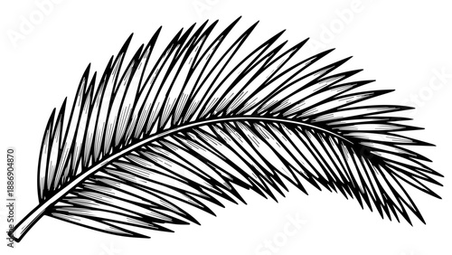 Single elongated black and white feather with intricate details