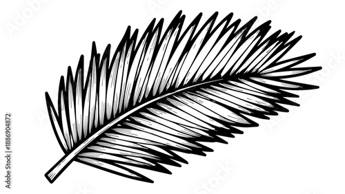 Close-up of a single elongated palm leaf with intricate fan-like structure and delicate feathery texture