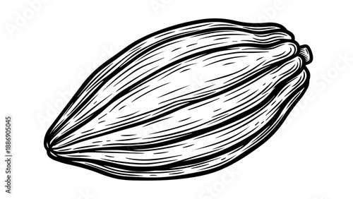 Single cocoa pod illustration with ribbed texture and rounded stem on white background