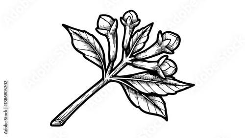 Black-and-white botanical illustration of a slender plant stem with alternating leaves and closed flower buds