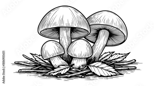 Black and white illustration of mushrooms growing among dried leaves and twigs on a forest floor