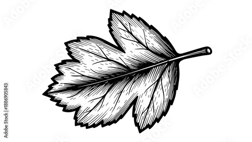 High-contrast black-and-white illustration of a single detailed leaf with intricate veining and serrated edges