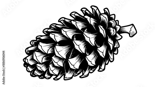 High-contrast black-and-white illustration of a pinecone with detailed scales and textured surface