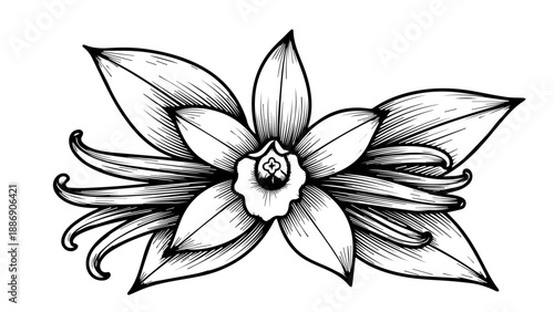 Black and white line art illustration of a vanilla orchid with delicate petals and tendrils