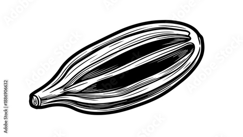 Black and white illustration of an elongated seed pod with a textured, segmented surface