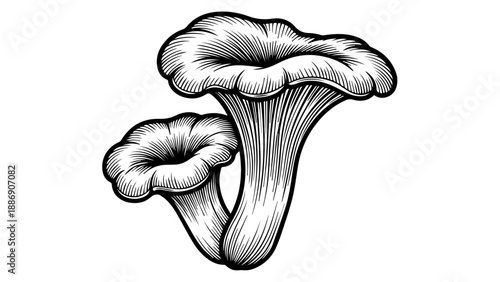 Two intricately detailed mushrooms in black and white illustration