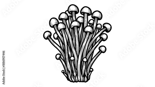 Black and white illustration of a dense cluster of mushrooms with rounded caps and textured stems in a vertical fan-like formation