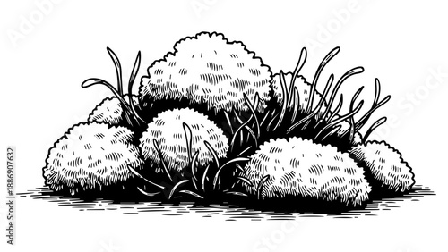 Black and white illustration of clustered succulents and cacti with gradient background