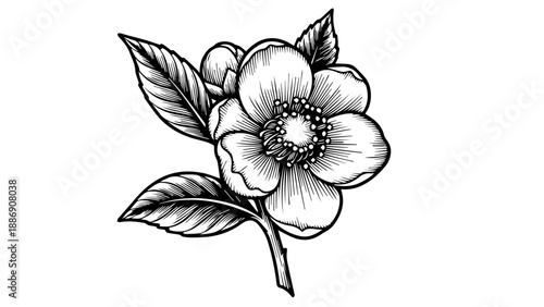 Black and white line drawing of a single magnolia flower in full bloom with elongated leaves