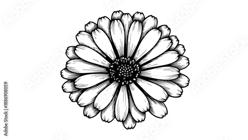 Black and white line drawing of a single daisy with elongated petals and a densely packed central disc