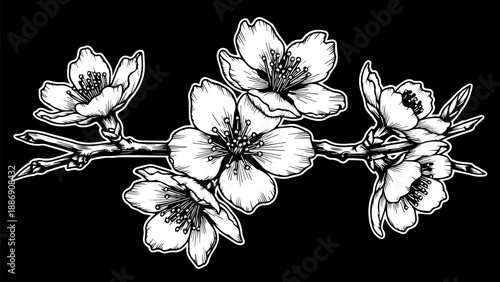 Black and white illustration of a branch with five blossoming flowers in varying stages of bloom