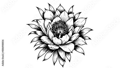 Black and white line drawing of a single lotus flower in full bloom