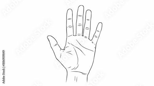 Open hand illustration showing five fingers and palm lines.