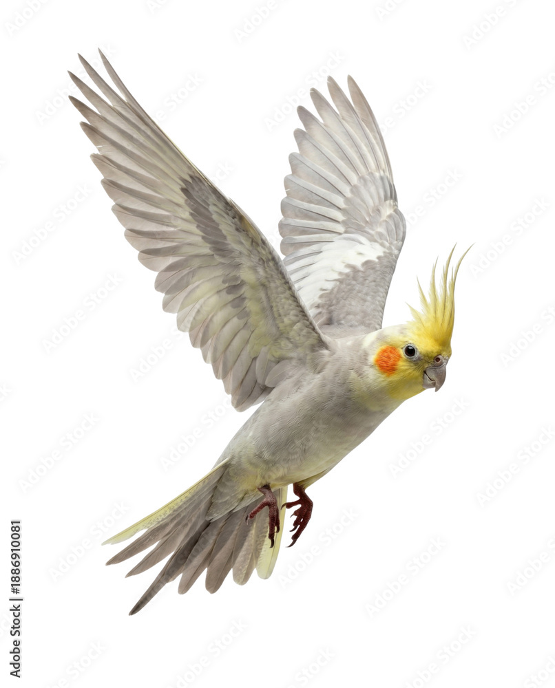 Fototapeta premium Flying Grey and Yellow Cockatiel Bird with Spread Wings Isolated on White